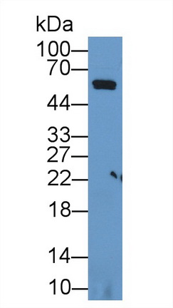 Polyclonal Antibody to Caspase 8 (CASP8)