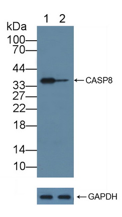 Polyclonal Antibody to Caspase 8 (CASP8)