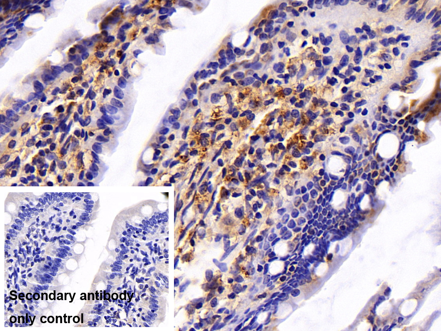 Polyclonal Antibody to Caspase 8 (CASP8)