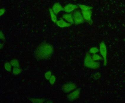 Polyclonal Antibody to Caspase 8 (CASP8)