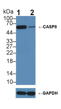 Polyclonal Antibody to Caspase 8 (CASP8)