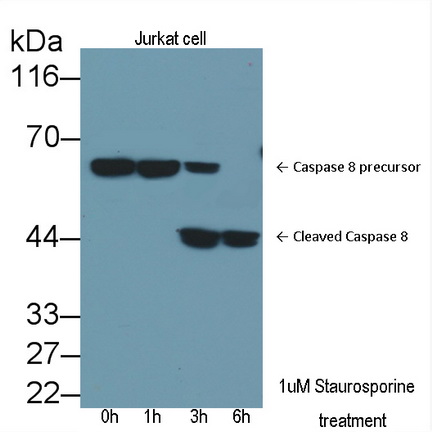 Polyclonal Antibody to Caspase 8 (CASP8)