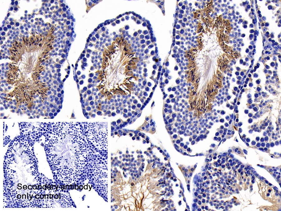 Polyclonal Antibody to Caspase 8 (CASP8)