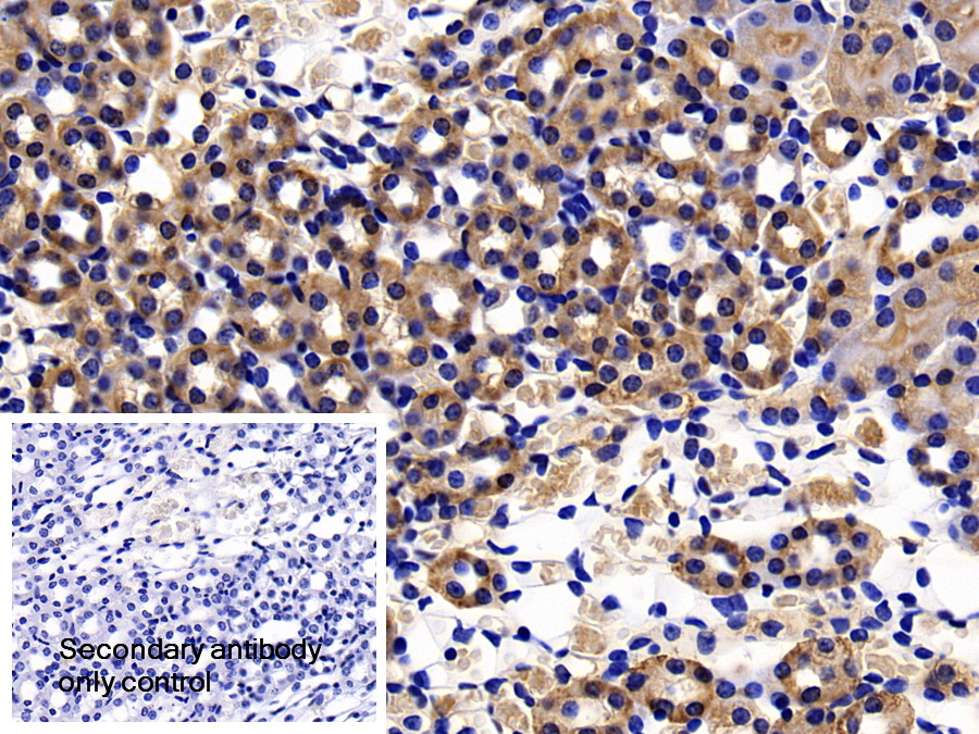 Polyclonal Antibody to Caspase 8 (CASP8)