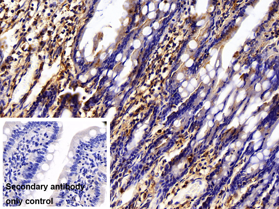 Polyclonal Antibody to Caspase 8 (CASP8)