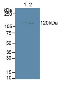 Polyclonal Antibody to Aminopeptidase A (ENPEP)