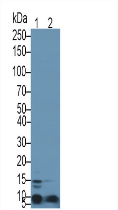 Polyclonal Antibody to Clara Cell Protein 16 (CC16)