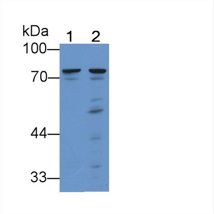 Polyclonal Antibody to Mannose Associated Serine Protease 2 (MASP2)