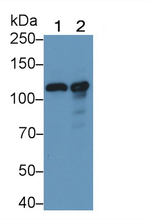 Polyclonal Antibody to Complement Component 3 (C3)