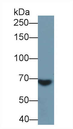 Polyclonal Antibody to Complement Component 3 (C3)