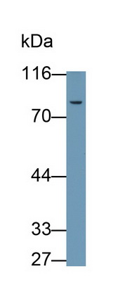 Polyclonal Antibody to Complement Component 2 (C2)