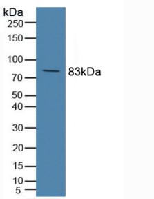 Polyclonal Antibody to Complement Component 2 (C2)