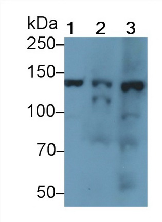 Polyclonal Antibody to Endothelial NOS (eNOS)