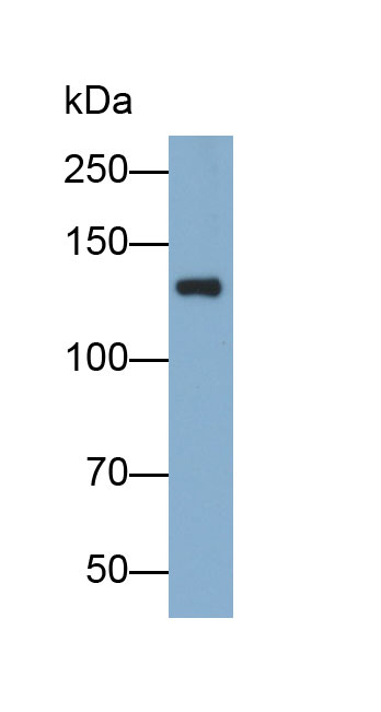 Polyclonal Antibody to Endothelial NOS (eNOS)