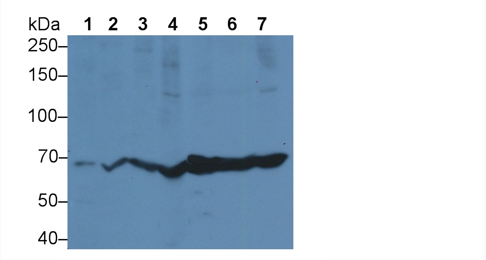 Polyclonal Antibody to Endothelial NOS (eNOS)