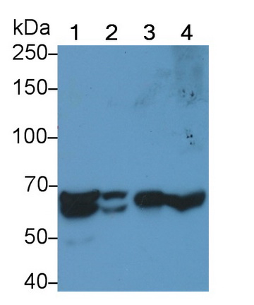 Polyclonal Antibody to Endothelial NOS (eNOS)