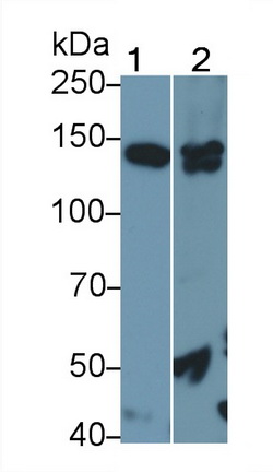 Polyclonal Antibody to Endothelial NOS (eNOS)