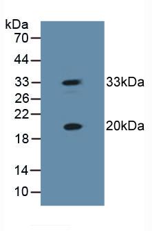 Polyclonal Antibody to Heat Shock Protein Beta 2 (HSPb2)