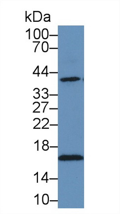 Polyclonal Antibody to Heat Shock Protein 40 (HSP40)