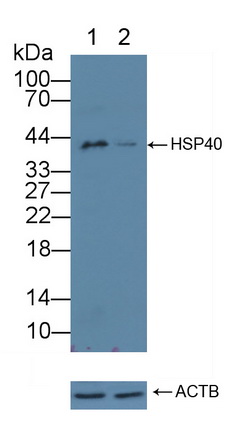 Polyclonal Antibody to Heat Shock Protein 40 (HSP40)