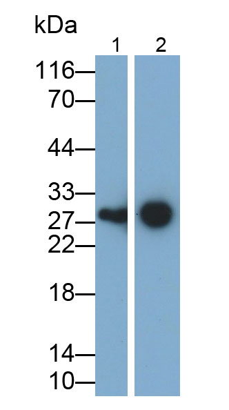 Polyclonal Antibody to Carbonic Anhydrase I (CA1)