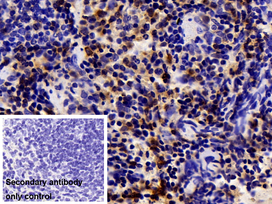 Polyclonal Antibody to Carbonic Anhydrase I (CA1)