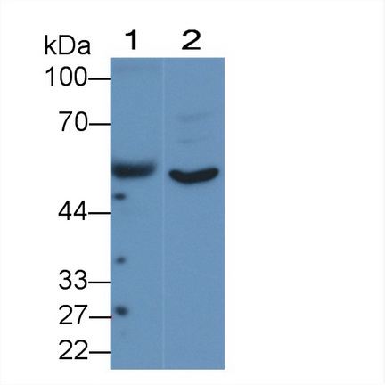 Polyclonal Antibody to Angiopoietin-3 (ANG-3)