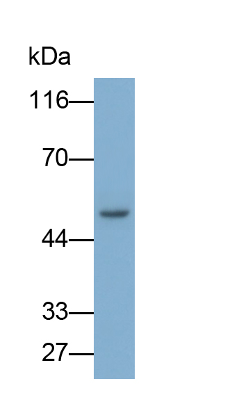 Polyclonal Antibody to Angiopoietin-3 (ANG-3)