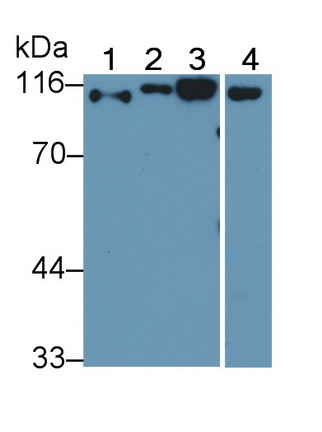 Polyclonal Antibody to Cluster Of Differentiation 26 (CD26)