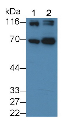 Polyclonal Antibody to Cluster Of Differentiation 26 (CD26)