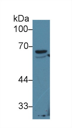 Polyclonal Antibody to Peroxisome Proliferator Activated Receptor Gamma (PPARg)