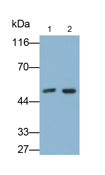 Polyclonal Antibody to Peroxisome Proliferator Activated Receptor Gamma (PPARg)