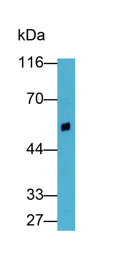 Polyclonal Antibody to Renin (REN)