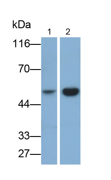 Polyclonal Antibody to Renin (REN)