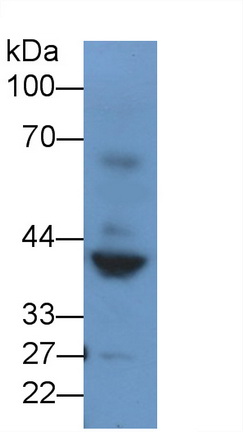 Polyclonal Antibody to Renin (REN)