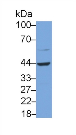 Polyclonal Antibody to Renin (REN)