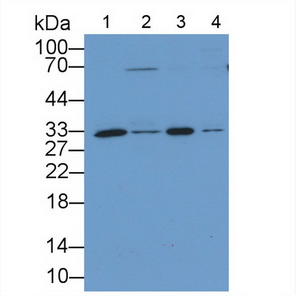 Polyclonal Antibody to Osteopontin (OPN)