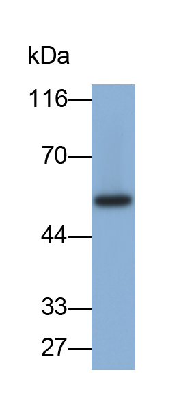 Polyclonal Antibody to Osteopontin (OPN)