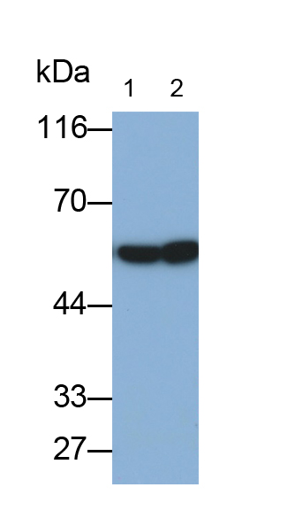 Polyclonal Antibody to Osteopontin (OPN)