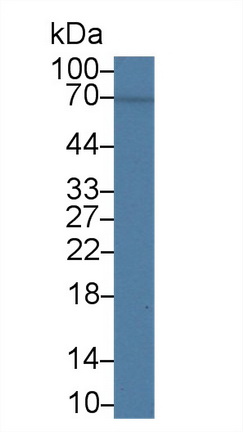 Polyclonal Antibody to Cluster Of Differentiation 58 (CD58)