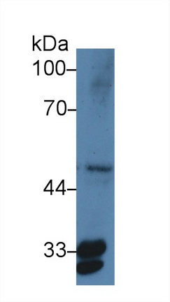 Polyclonal Antibody to Prostaglandin E Synthase 2 (PTGES2)