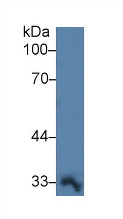 Polyclonal Antibody to Prostaglandin E Synthase 2 (PTGES2)