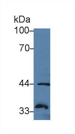 Polyclonal Antibody to Prostaglandin E Synthase 2 (PTGES2)