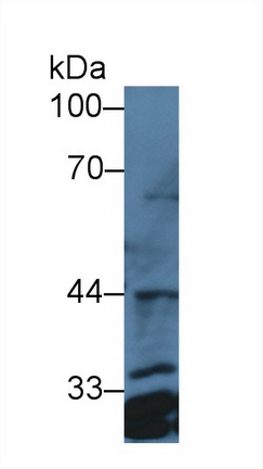 Polyclonal Antibody to Prostaglandin E Synthase 2 (PTGES2)