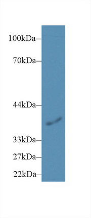 Polyclonal Antibody to Prostaglandin E Synthase 2 (PTGES2)