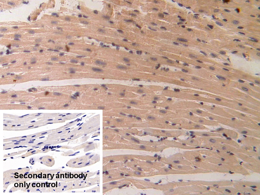 Polyclonal Antibody to Prostaglandin E Synthase 2 (PTGES2)