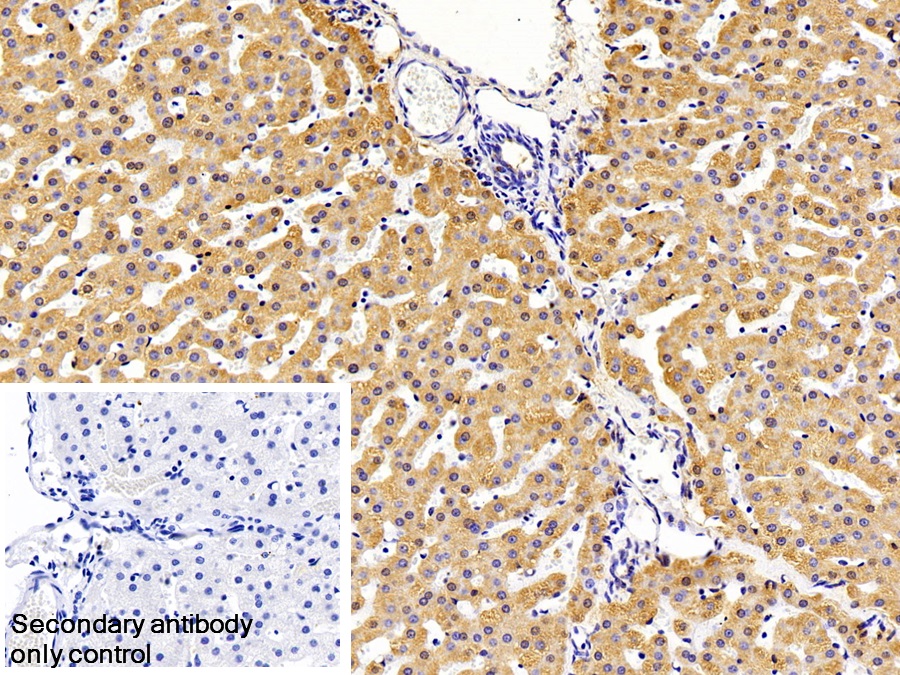 Polyclonal Antibody to Ceruloplasmin (CP)