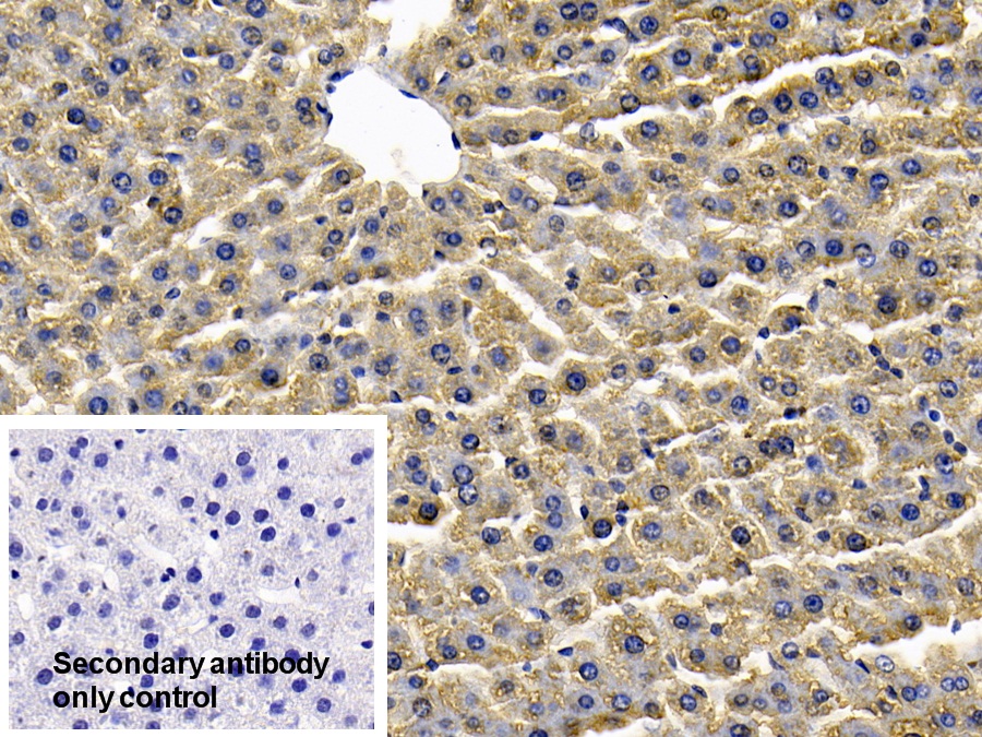 Polyclonal Antibody to Ceruloplasmin (CP)