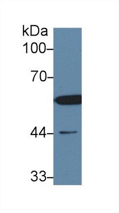 Polyclonal Antibody to Dihydrolipoyl Dehydrogenase (DLD)