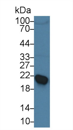 Polyclonal Antibody to Retinol Binding Protein 4 (RBP4)